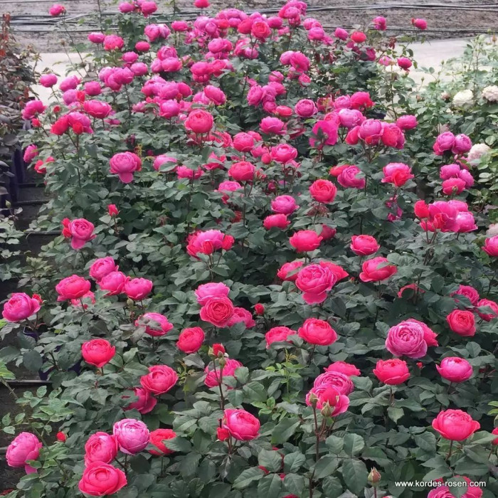 GARTENPRINZESSIN MARIE-JOSÈ®